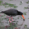 Variable Oystercatcher